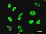 GABPA Antibody in Immunocytochemistry (ICC/IF)