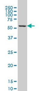 GABPA Antibody in Western Blot (WB)