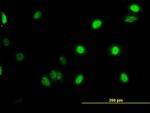 GABPA Antibody in Immunocytochemistry (ICC/IF)