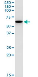 GABPA Antibody in Immunoprecipitation (IP)