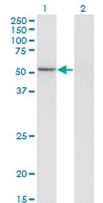 GABPA Antibody in Western Blot (WB)