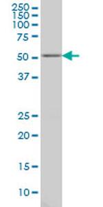 GABPA Antibody in Western Blot (WB)