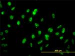 GABPA Antibody in Immunocytochemistry (ICC/IF)