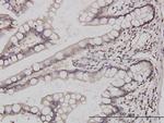 GABPA Antibody in Immunohistochemistry (Paraffin) (IHC (P))