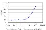 GABPA Antibody in ELISA (ELISA)