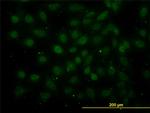 GABPA Antibody in Immunocytochemistry (ICC/IF)