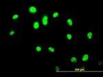 GABPA Antibody in Immunocytochemistry (ICC/IF)