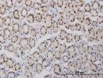 GABPA Antibody in Immunohistochemistry (Paraffin) (IHC (P))