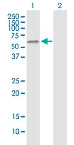 GABPA Antibody in Western Blot (WB)