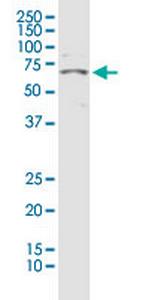 GABRA4 Antibody in Western Blot (WB)