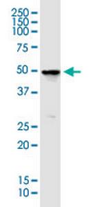 GABRE Antibody in Western Blot (WB)