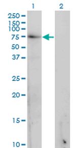 GAD1 Antibody in Western Blot (WB)