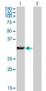 GAS2 Antibody in Western Blot (WB)