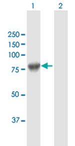 GAS6 Antibody in Western Blot (WB)