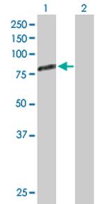 GAS6 Antibody in Western Blot (WB)