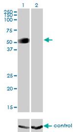 GATA2 Antibody in Western Blot (WB)