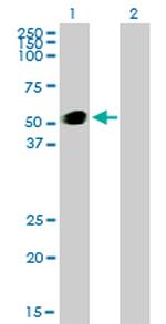 GATA2 Antibody in Western Blot (WB)