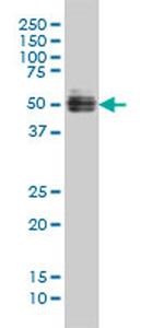 GATA2 Antibody in Western Blot (WB)