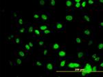 GATA2 Antibody in Immunocytochemistry (ICC/IF)