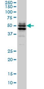 GATA2 Antibody in Western Blot (WB)