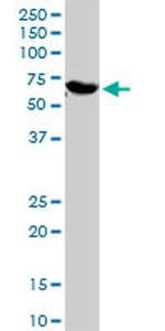 GBP1 Antibody in Western Blot (WB)