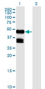 GDF8 Antibody in Western Blot (WB)