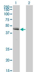 GDF8 Antibody in Western Blot (WB)