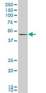 GDF8 Antibody in Western Blot (WB)