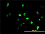 GFI1 Antibody in Immunocytochemistry (ICC/IF)