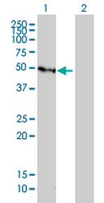 GFI1 Antibody in Western Blot (WB)