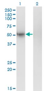 GFRA1 Antibody in Western Blot (WB)