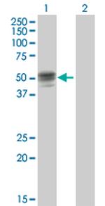 GIF Antibody in Western Blot (WB)