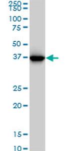 GLUL Antibody in Western Blot (WB)