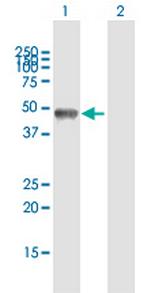 GOLGA2 Antibody in Western Blot (WB)