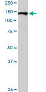 GOLGA2 Antibody in Western Blot (WB)