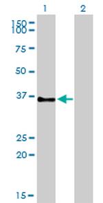 GPR3 Antibody in Western Blot (WB)