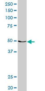 MCHR1 Antibody in Western Blot (WB)