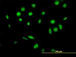 GPS1 Antibody in Immunocytochemistry (ICC/IF)