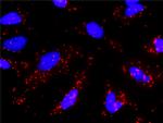 GRIN2B Antibody in Proximity Ligation Assay (PLA) (PLA)