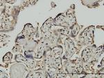 GTF2I Antibody in Immunohistochemistry (Paraffin) (IHC (P))