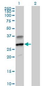 GZMH Antibody in Western Blot (WB)