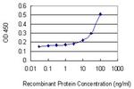 GZMA Antibody in ELISA (ELISA)