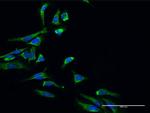 HSD17B10 Antibody in Immunocytochemistry (ICC/IF)