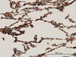 HBB Antibody in Immunohistochemistry (Paraffin) (IHC (P))