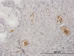 HBZ Antibody in Immunohistochemistry (Paraffin) (IHC (P))