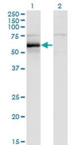 HCK Antibody in Western Blot (WB)