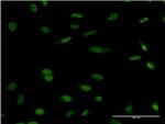 HCLS1 Antibody in Immunocytochemistry (ICC/IF)