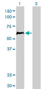 HCLS1 Antibody in Western Blot (WB)