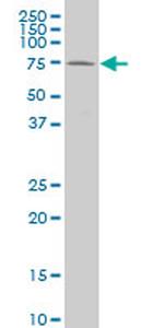 HCLS1 Antibody in Western Blot (WB)