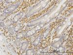 HCLS1 Antibody in Immunohistochemistry (Paraffin) (IHC (P))